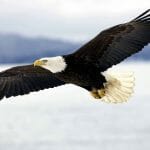 Four Highly Effective Traits of an Eagle Every Professional Digital Marketer Should Have