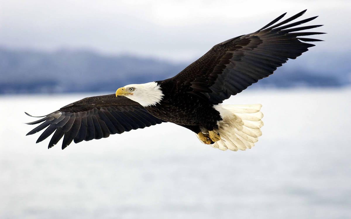 Four Highly Effective Traits of an Eagle Every Professional Digital